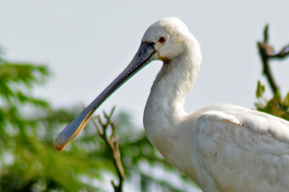Salim Ali Bird Sanctuary (7).jpg
